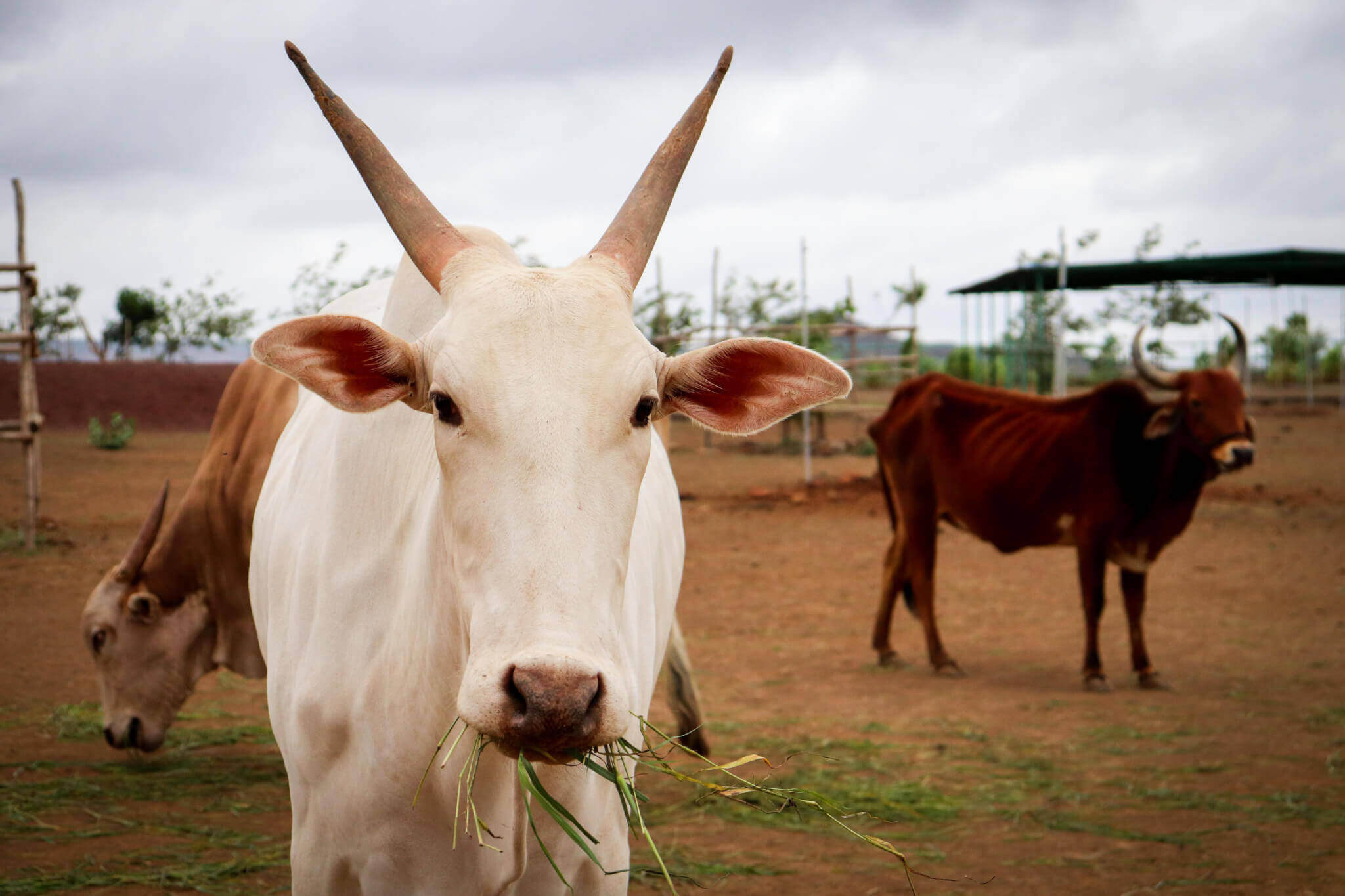 Bullocks