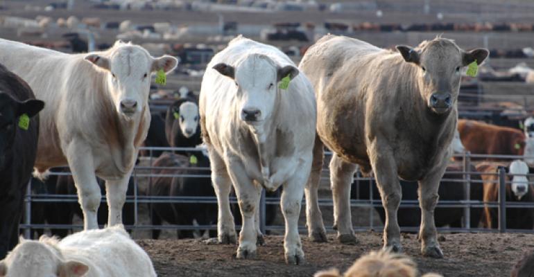 Feeder Steers