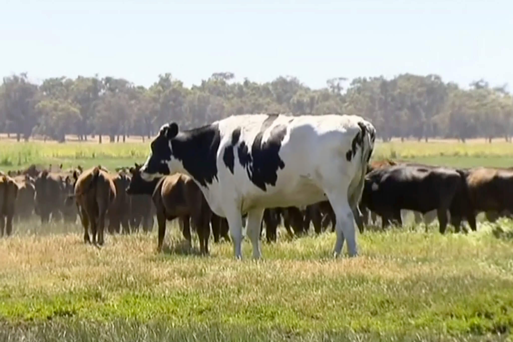 Heavy Cows