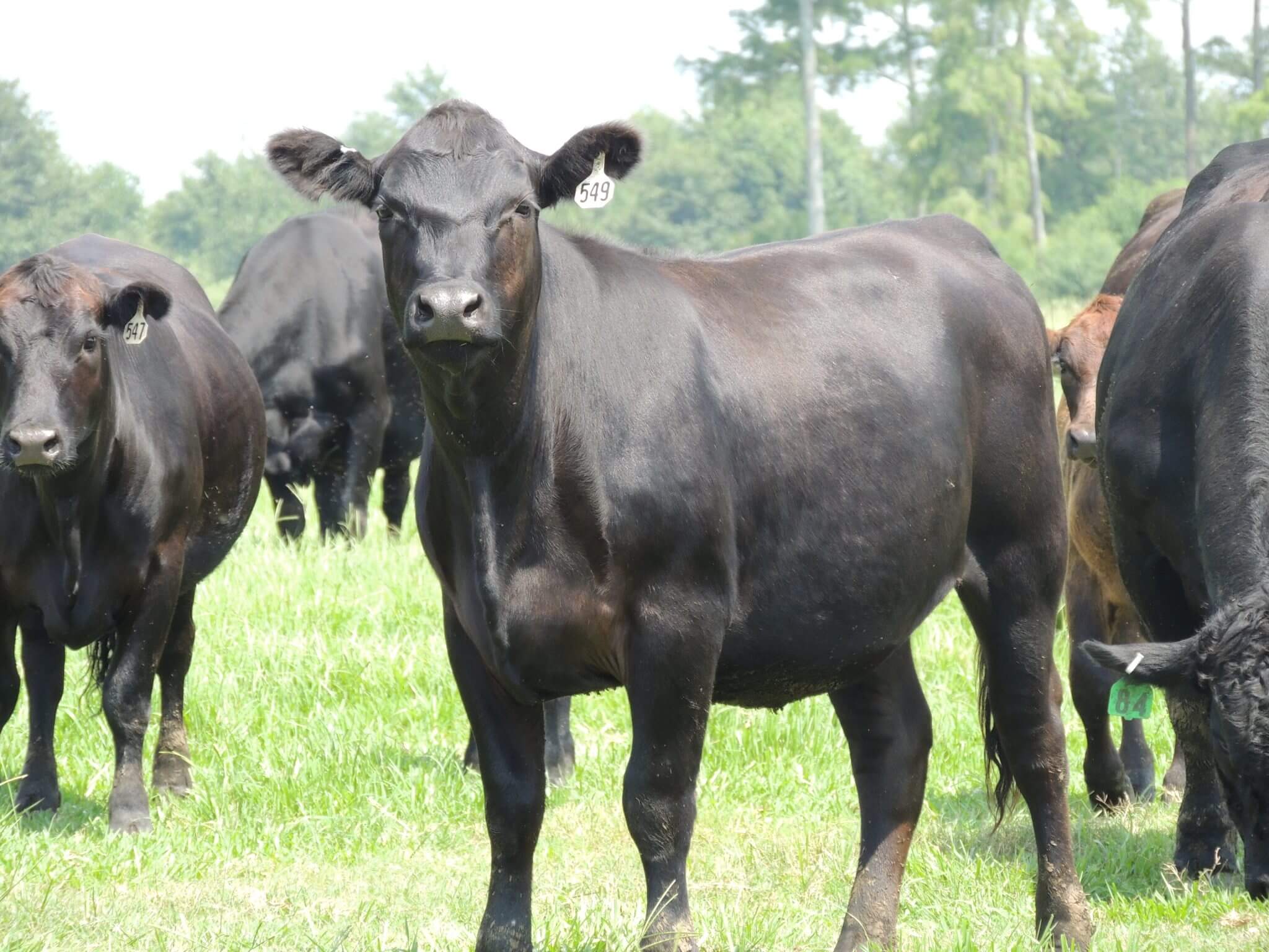 Heavy Heifers