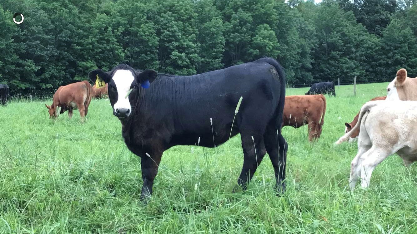 Yearling Heifers